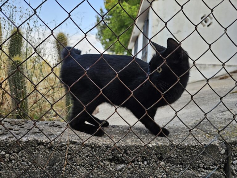 Jak zostaliśmy kocimi dziadkami?