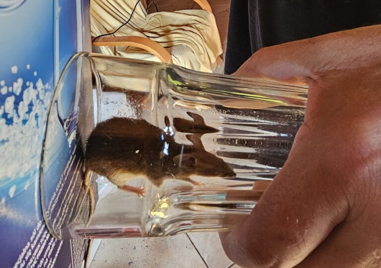 Kto łapie myszy w naszym domu?